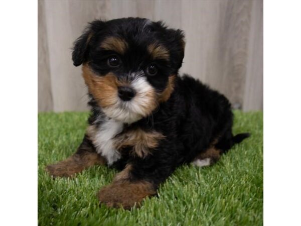 Bernedoodle Mini-DOG-Male-Black White / Tan-29728-Petland Frisco & Mckinney, Texas