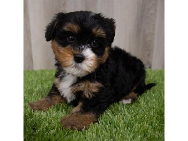 Bernedoodle Mini DOG Male Black White / Tan 29728 Petland Frisco, Texas