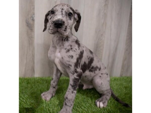 Great Dane DOG Male Blue Merle 29721 Petland Frisco, Texas