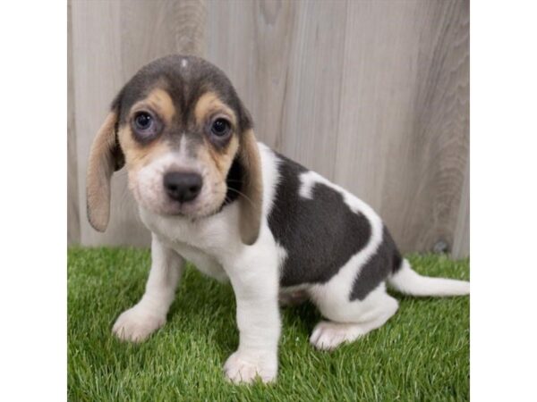 Beagle DOG Female Blue White / Tan 29719 Petland Frisco, Texas