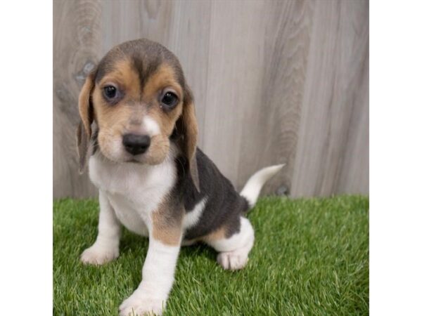 Beagle DOG Female Blue White / Tan 29720 Petland Frisco, Texas