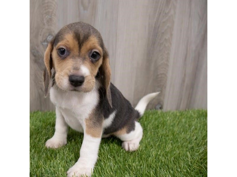 Beagle-DOG-Female-Blue White / Tan-3584784-Petland Frisco, Texas