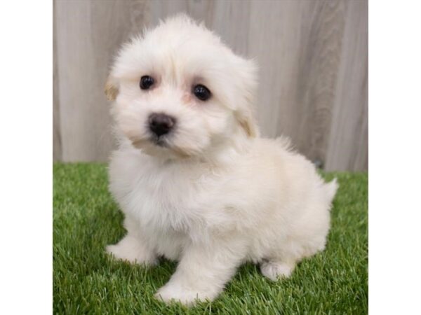 Coton De Tulear DOG Female White 29725 Petland Frisco, Texas