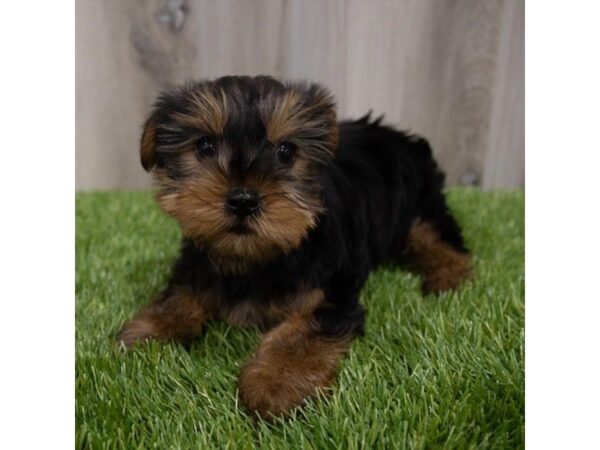 Yorkshire Terrier-DOG-Female-Black / Tan-29722-Petland Frisco & Mckinney, Texas