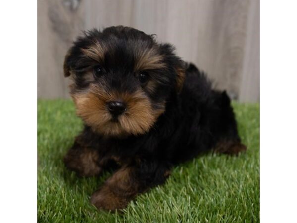 Yorkshire Terrier DOG Male Black / Gold 29724 Petland Frisco, Texas