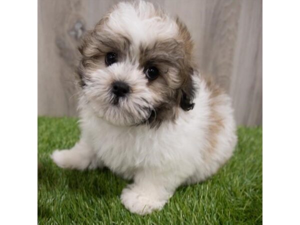 Teddy Bear-DOG-Female-Gold / White-29726-Petland Frisco & Mckinney, Texas
