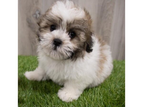 Teddy Bear DOG Female Gold / White 29726 Petland Frisco, Texas