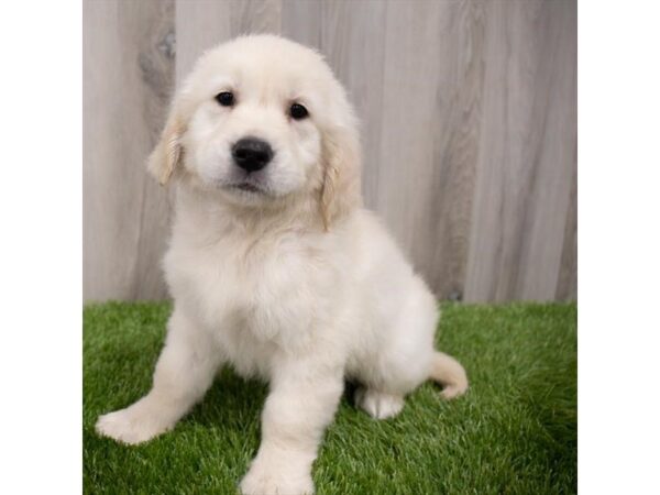 Golden Retriever-DOG-Female-Light Golden-29716-Petland Frisco & Mckinney, Texas