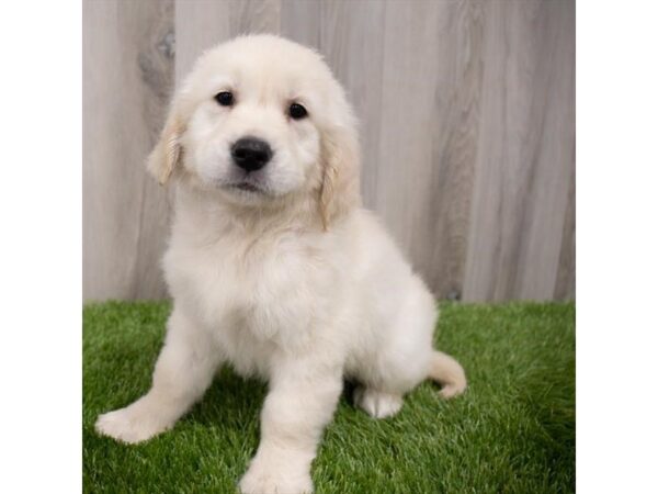 Golden Retriever DOG Female Light Golden 29716 Petland Frisco, Texas