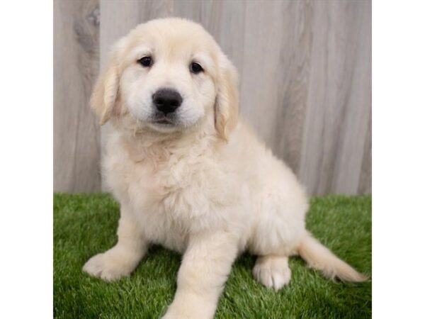 Golden Retriever DOG Male Golden 29717 Petland Frisco, Texas