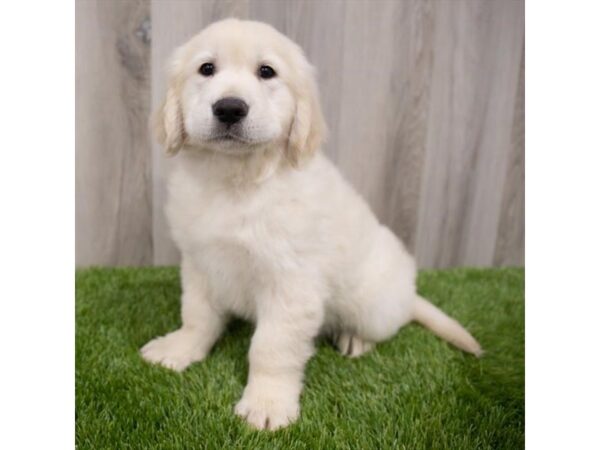 Golden Retriever DOG Male Light Golden 29718 Petland Frisco, Texas