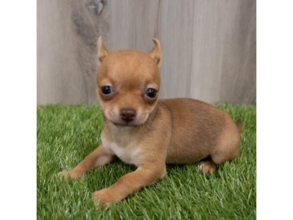 Chihuahua-DOG-Female-Fawn-29713-Petland Frisco & Mckinney, Texas
