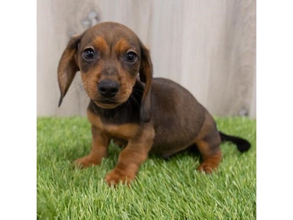 Dachshund DOG Male Wild Boar 29714 Petland Frisco, Texas