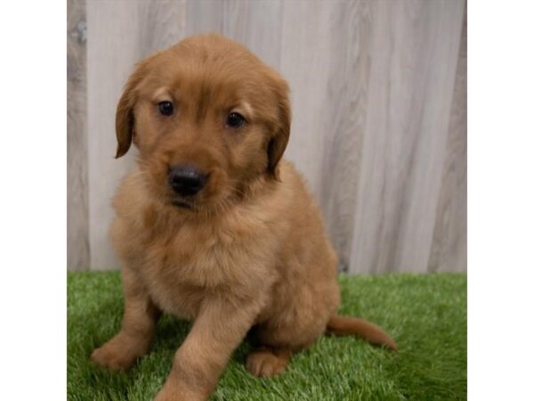 Golden Retriever DOG Female Golden 29715 Petland Frisco, Texas