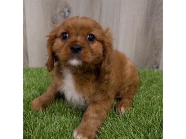 Cavalier King Charles Spaniel DOG Male Ruby 29712 Petland Frisco, Texas