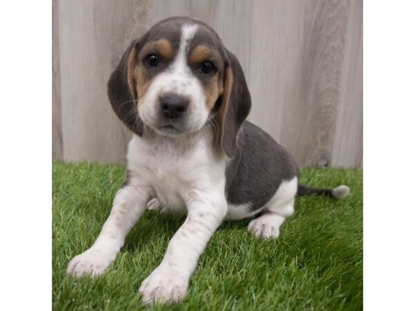 Beagle DOG Male Blue White / Tan 29742 Petland Frisco, Texas