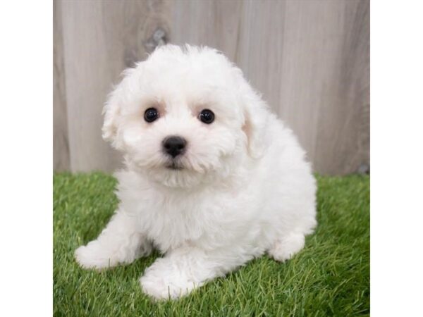 Bichon Frise DOG Female White 29743 Petland Frisco, Texas