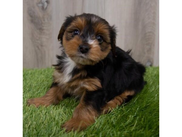 Morkie DOG Female Black / Tan 29763 Petland Frisco, Texas