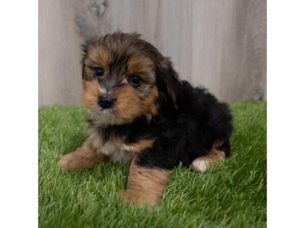 Morkie DOG Male Black / Tan 29764 Petland Frisco, Texas