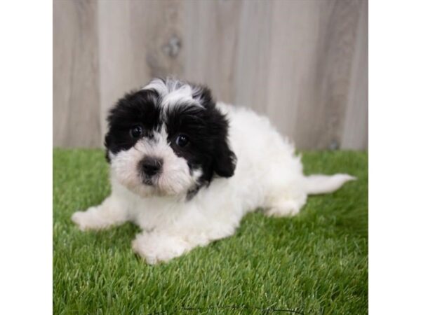 Teddy Bear DOG Female Black / White 29758 Petland Frisco, Texas