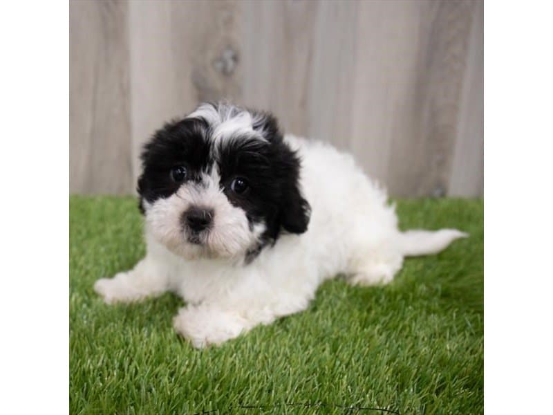 Teddy Bear-DOG-Female-Black / White-3595362-Petland Frisco, Texas