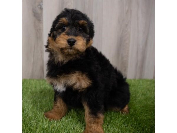 Aussiedoodle-DOG-Female-Black / Tan-29761-Petland Frisco & Mckinney, Texas