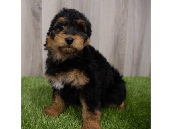 Aussiedoodle DOG Female Black / Tan 29761 Petland Frisco, Texas