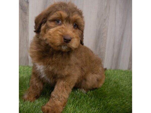 Aussiedoodle DOG Male Red 29762 Petland Frisco, Texas