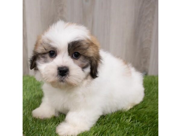 Teddy Bear-DOG-Male-Gold / White-29759-Petland Frisco & Mckinney, Texas