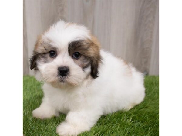 Teddy Bear DOG Male Gold / White 29759 Petland Frisco, Texas