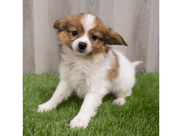 Papillon DOG Female Red / White 29748 Petland Frisco, Texas