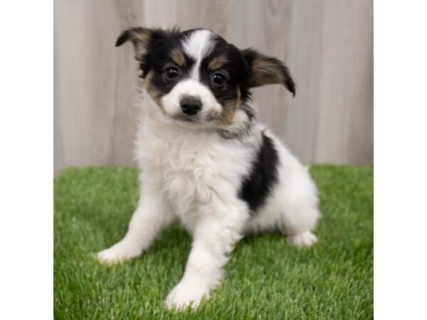 Papillon DOG Female Black White / Tan 29749 Petland Frisco, Texas