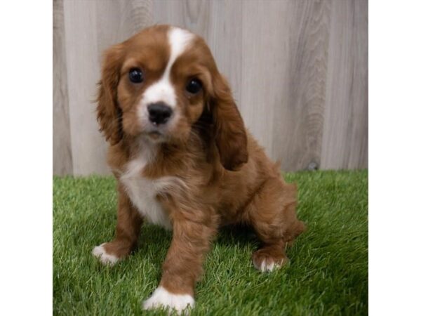 Cavalier King Charles Spaniel DOG Male Ruby 29744 Petland Frisco, Texas