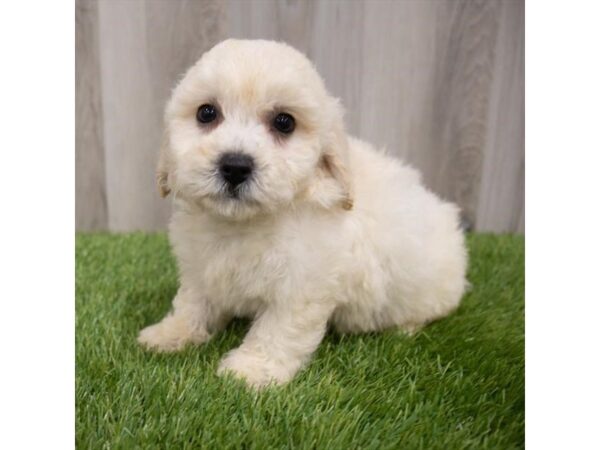 Maltipoo-DOG-Male-White-29766-Petland Frisco & Mckinney, Texas