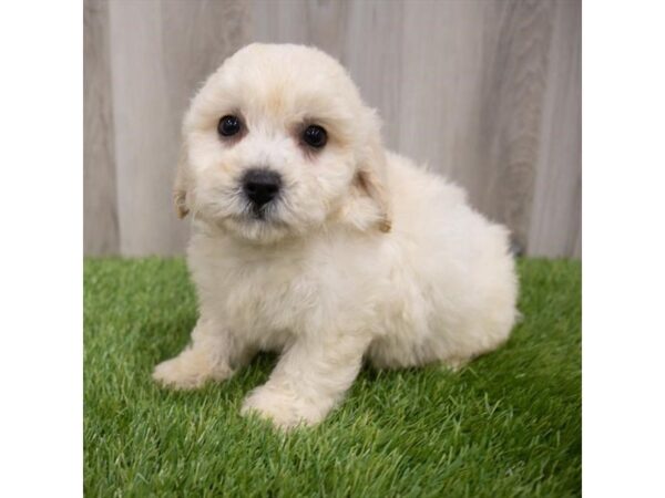 Maltipoo DOG Male White 29766 Petland Frisco, Texas