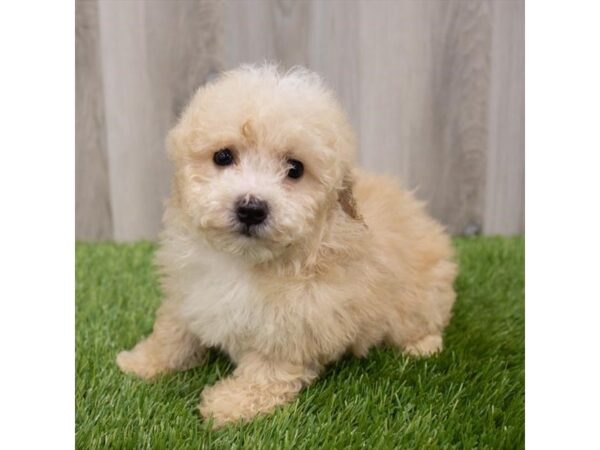 Yorkiepoo DOG Female Cream 29767 Petland Frisco, Texas