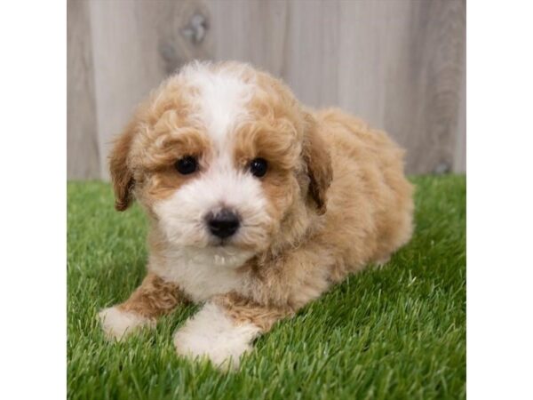 Yorkiepoo-DOG-Female-Apricot-29768-Petland Frisco, Texas