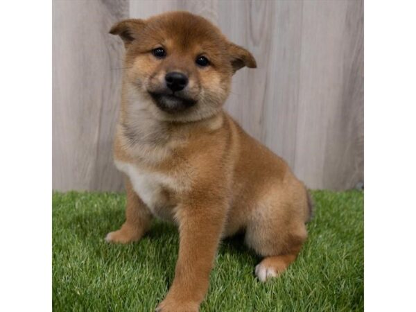 Shiba Inu DOG Female Red 29754 Petland Frisco, Texas