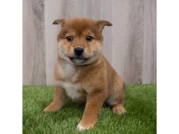 Shiba Inu DOG Male Red 29755 Petland Frisco, Texas