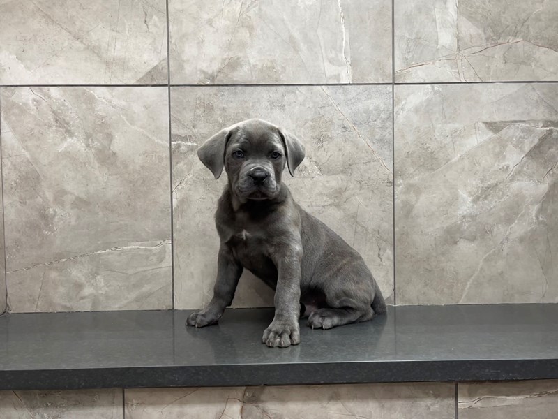 Cane CorsoDOGMaleBlue3582702Petland Frisco, Texas