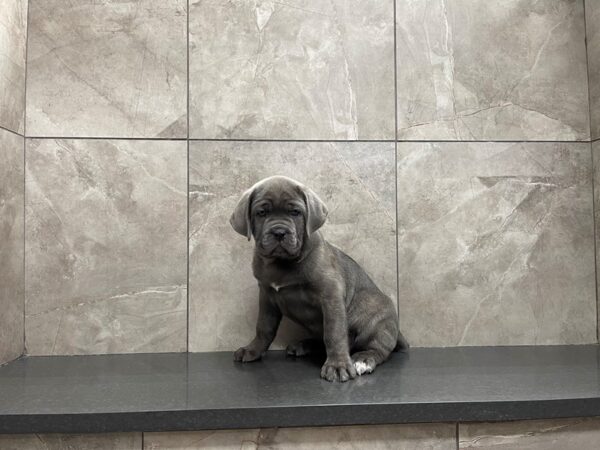 Cane Corso DOG Male Blue 29702 Petland Frisco, Texas