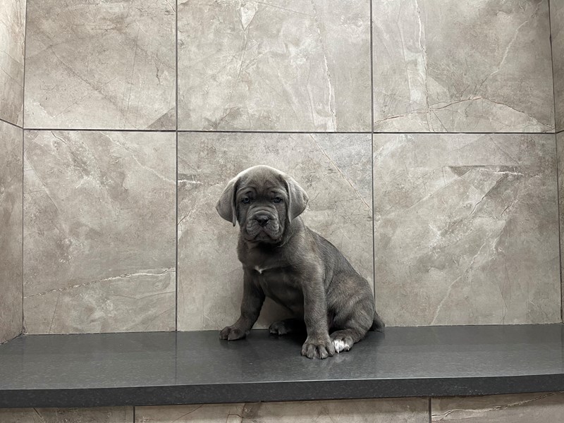 Cane Corso Puppy Blue ID29702 Located at Petland Frisco, Texas