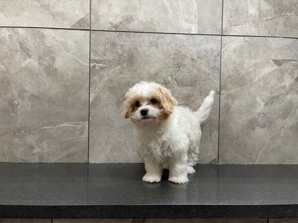 Cavachon DOG Female 29695 Petland Frisco, Texas