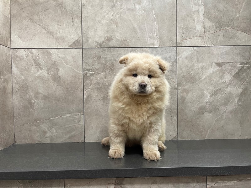 Chow Chow Dog Female Cream 29732