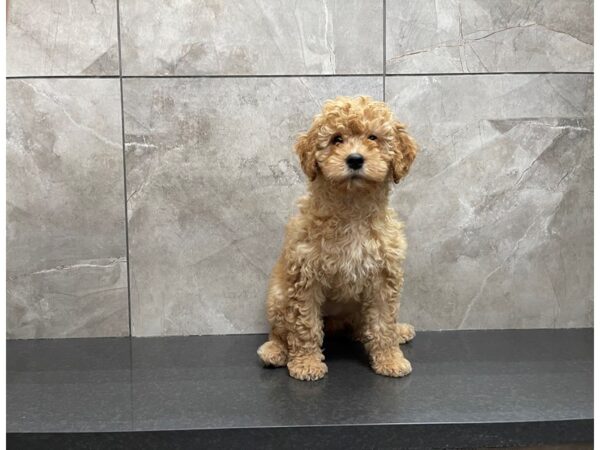 F2 MINI GOLDENDOODLE DOG Female REd 29707 Petland Frisco, Texas