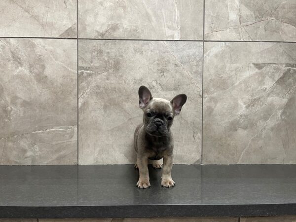 French Bulldog DOG Female Blue 29698 Petland Frisco, Texas