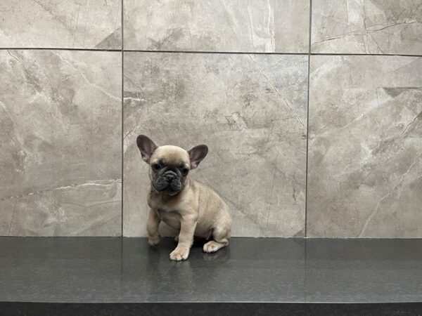 French Bulldog DOG Female Blue 29697 Petland Frisco, Texas