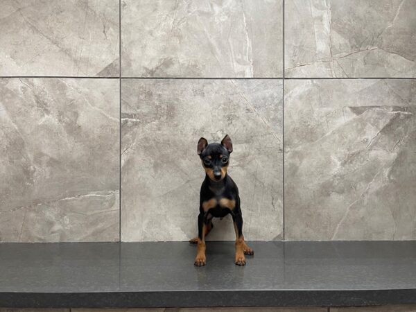 Min Pin DOG Male Blk & Tan 29706 Petland Frisco, Texas