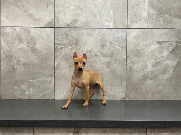 Min Pin DOG Female Red 29705 Petland Frisco, Texas