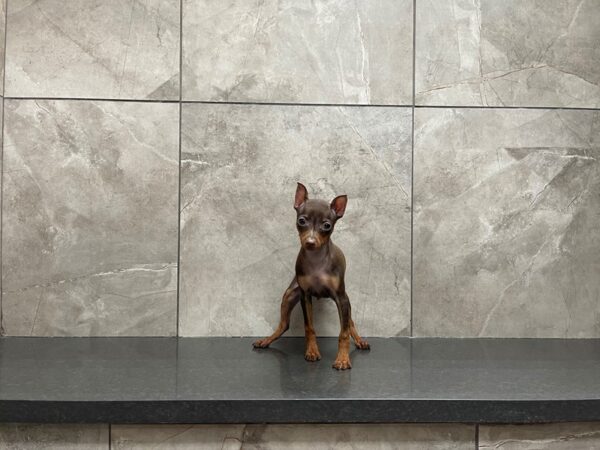 Min Pin-DOG-Male-Chocolate and Tan-29704-Petland Frisco & Mckinney, Texas